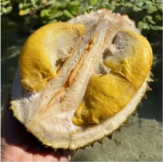 black thorn durian 1.JPG