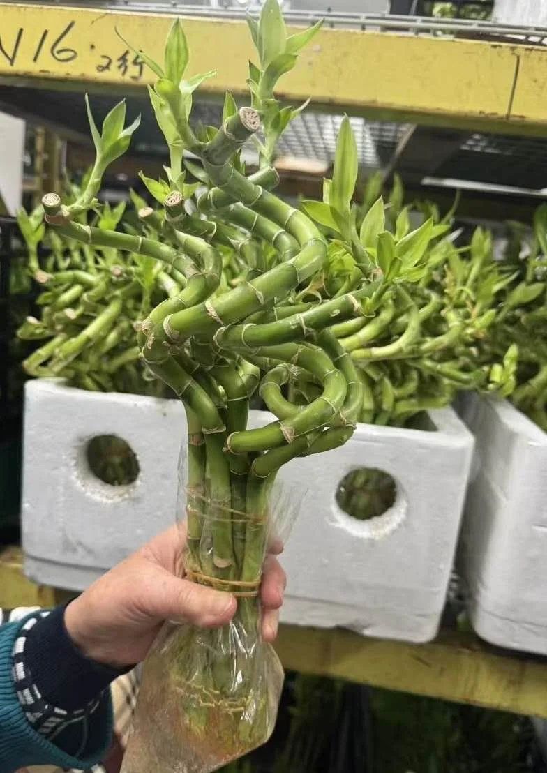 轉運竹（8寸，10支）