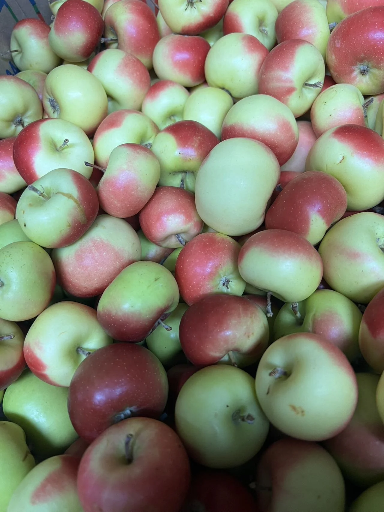 LADY APPLE  小苹果