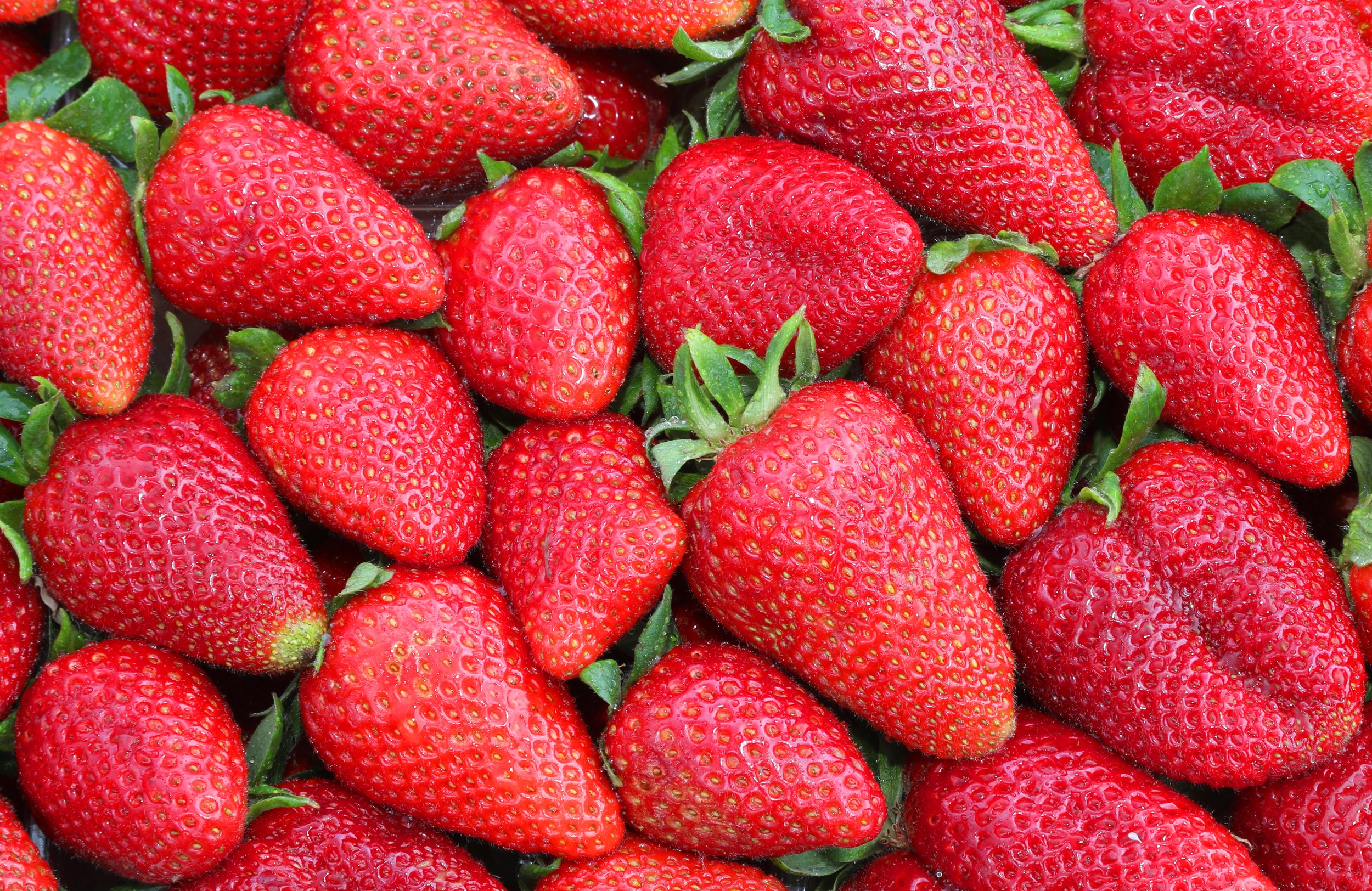 many-ripe-strawberries-just-harvested-spring.jpg