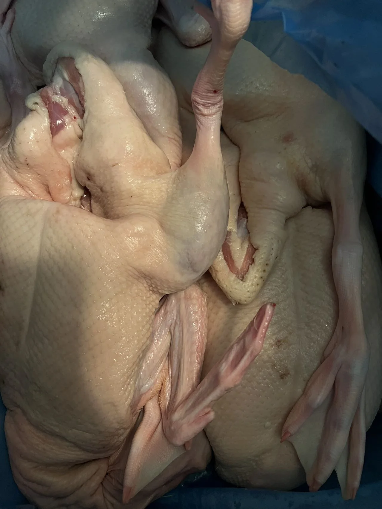 FRESH DUCK 新鮮鴨（約5LB /隻）