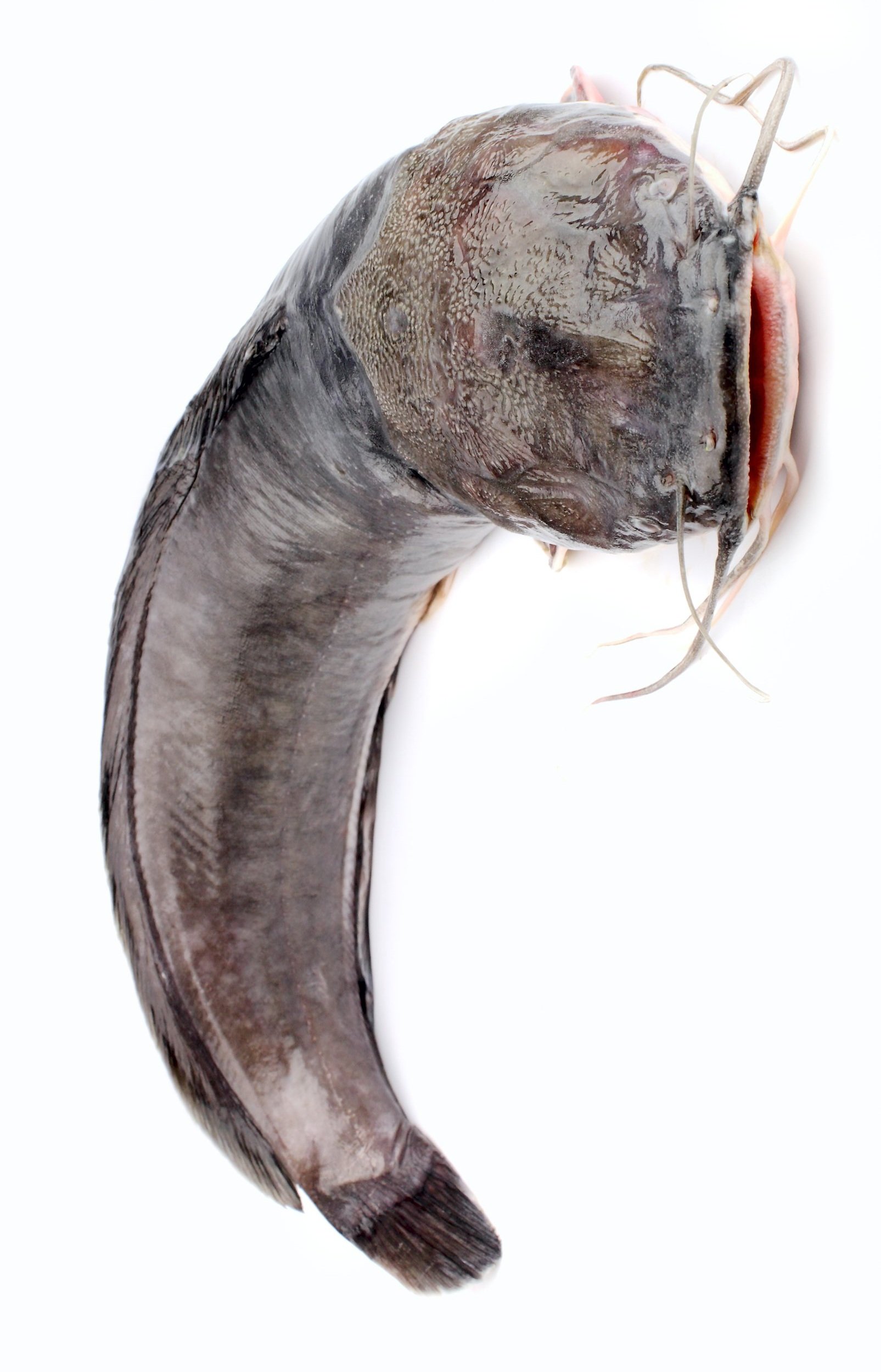 channel-catfish-isolated.jpg