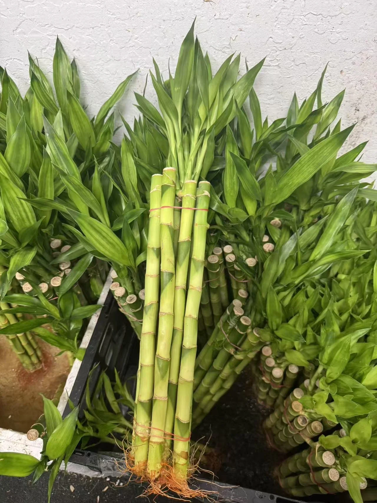 富貴竹（12寸，10支）