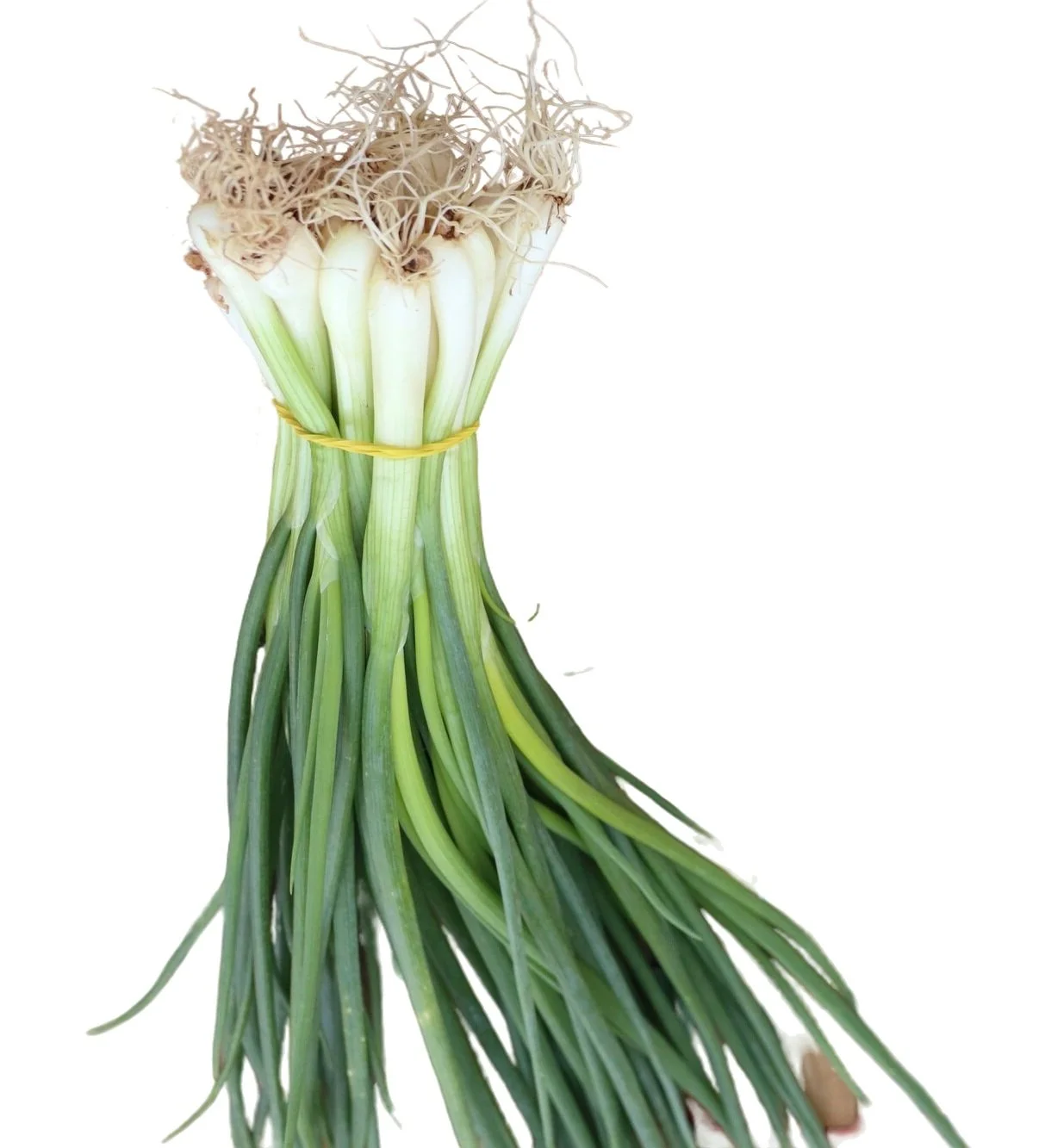 CHINESE LEEKS, 唐人蒜苗