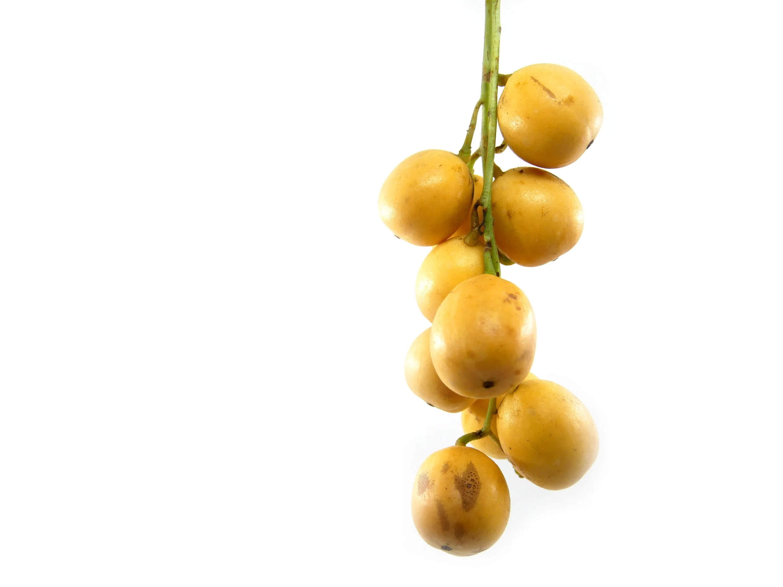 rambeh-tropical-fruit-white-background.jpg