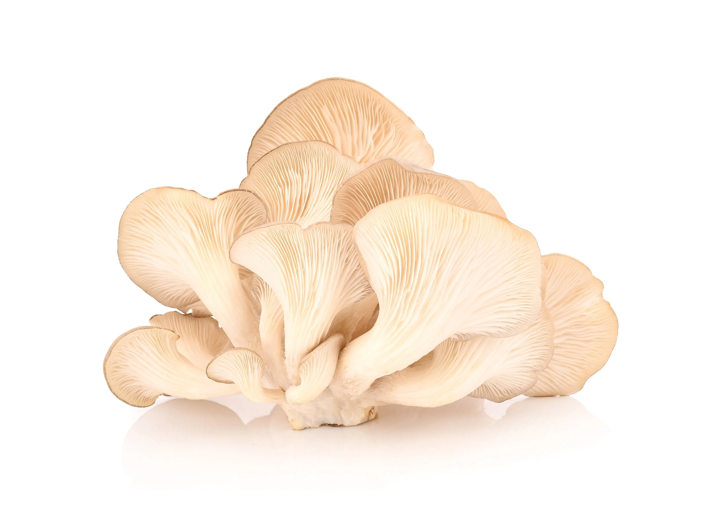 OYSTER MUSHROOMS, 蠔菇