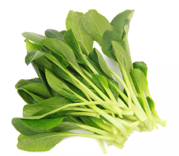 雞毛菜苗