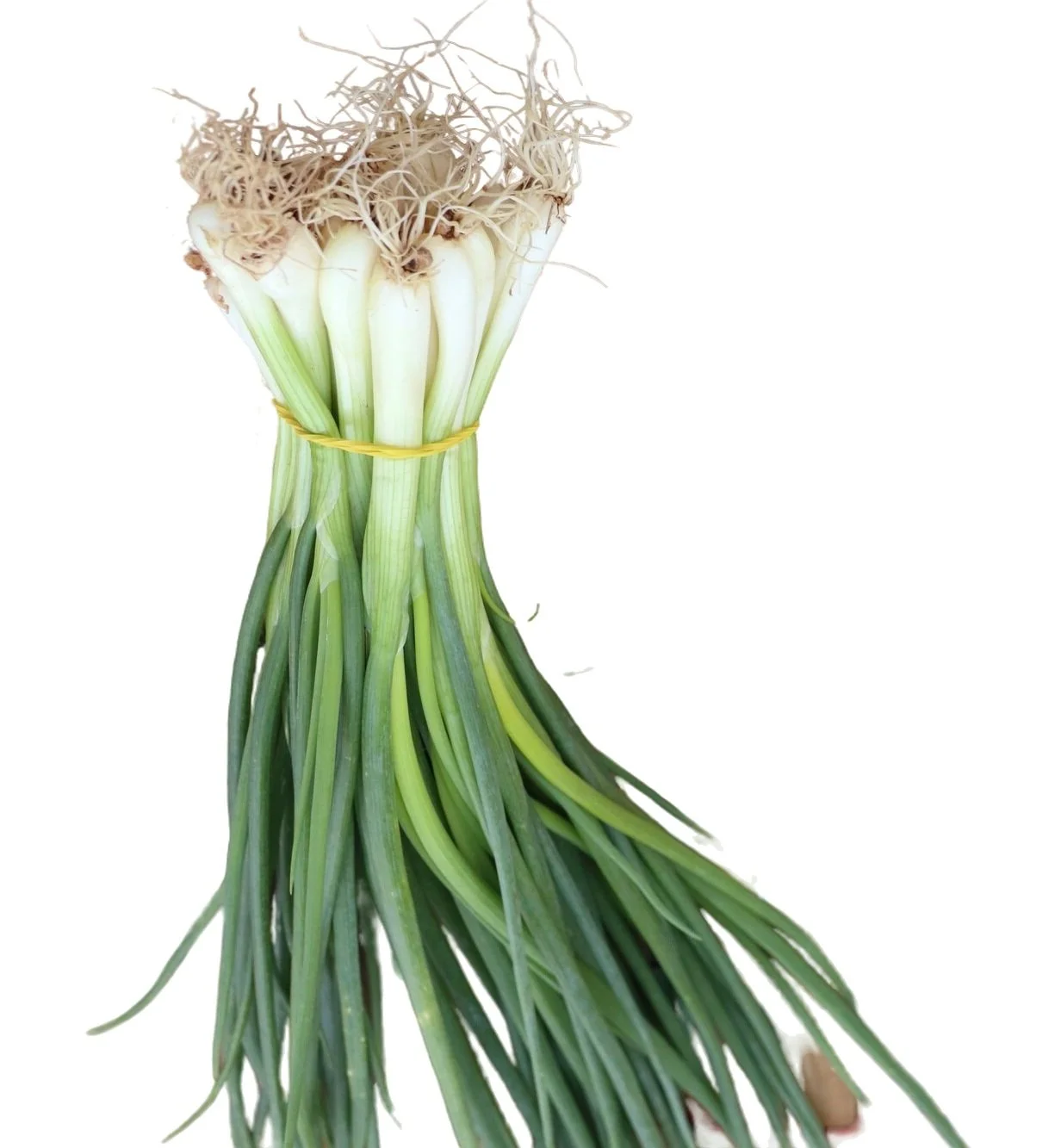 spring-onions-market.jpg