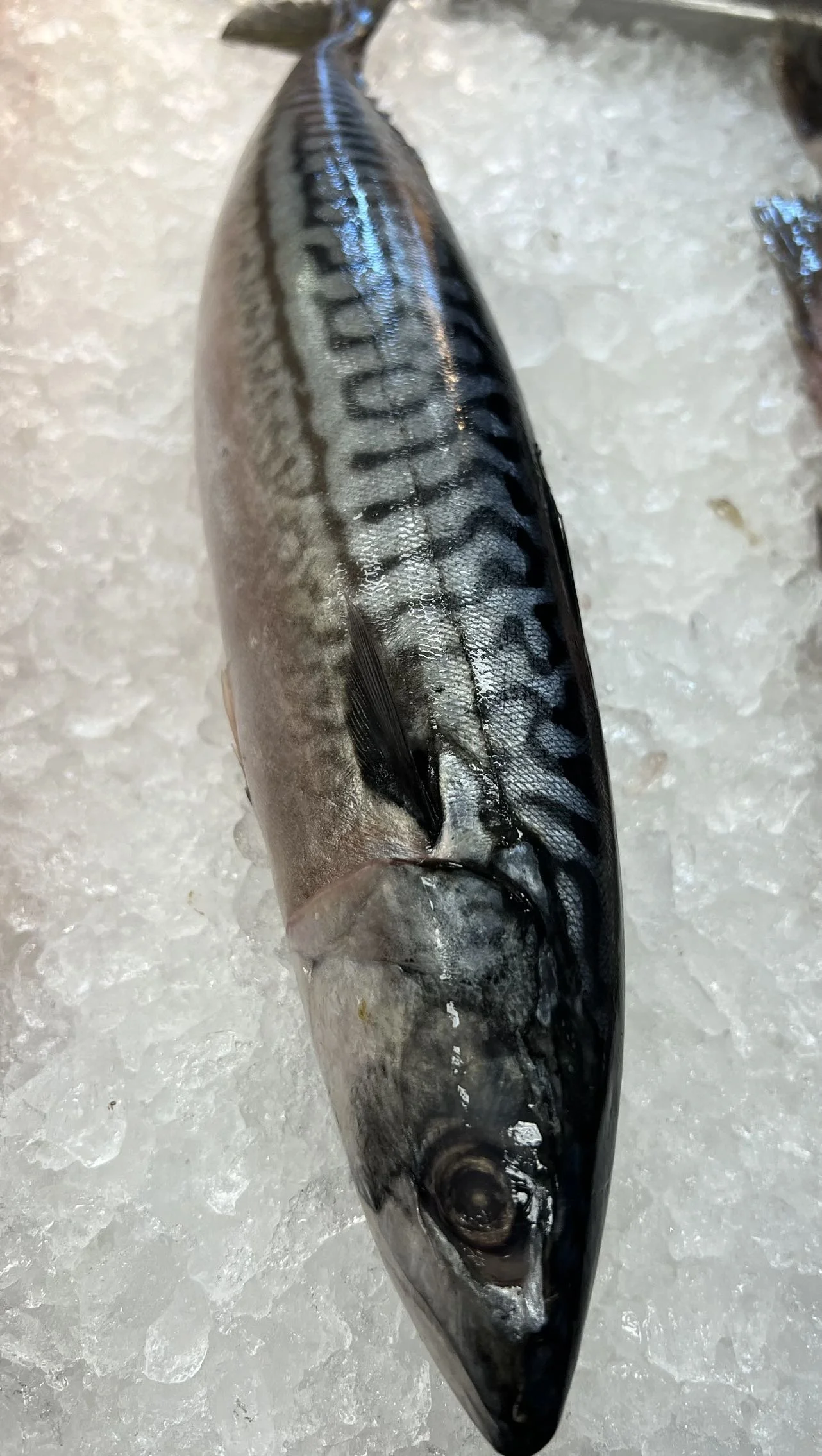 急冻马鲛鱼（约1.3LB）