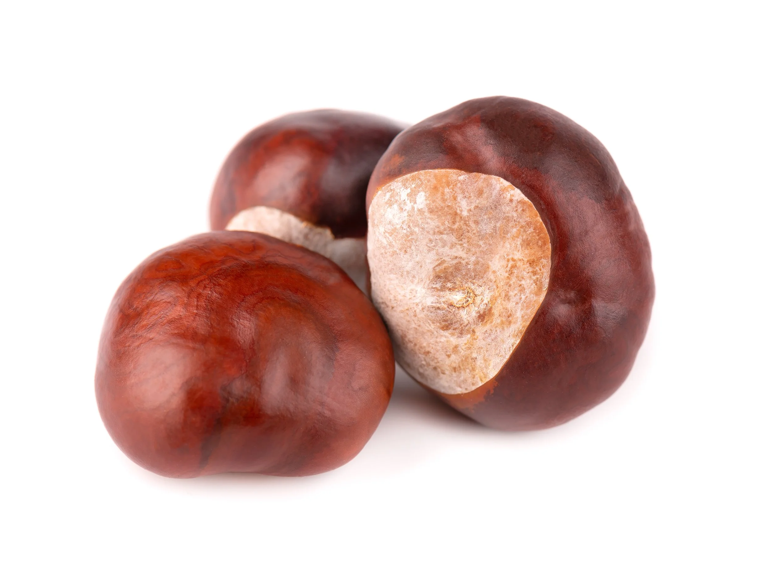 horse-chestnuts-fruits-isolated-white-background-aesculus-hippocastanum.jpg