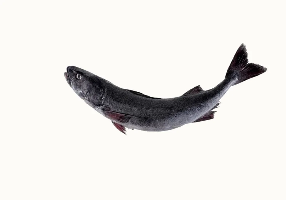 LIVE SABLE FISH 游水銀鱈魚 $6.99/LB 2-4.5LB