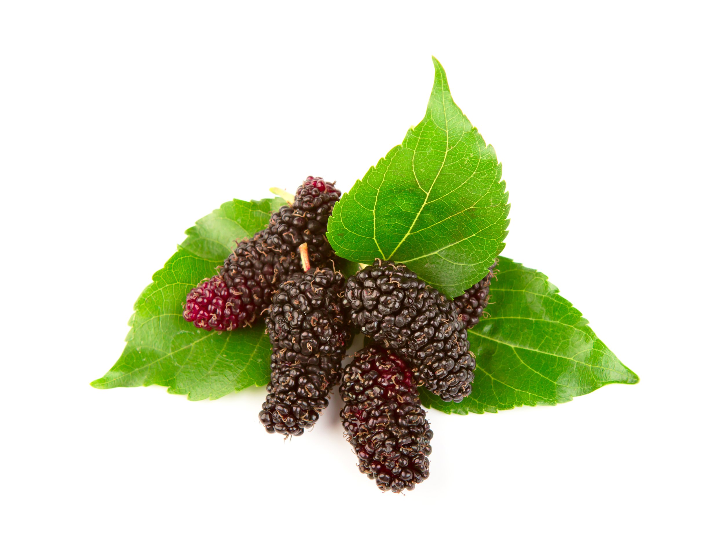 mulberry-with-leaves-isolated-white-background.jpg