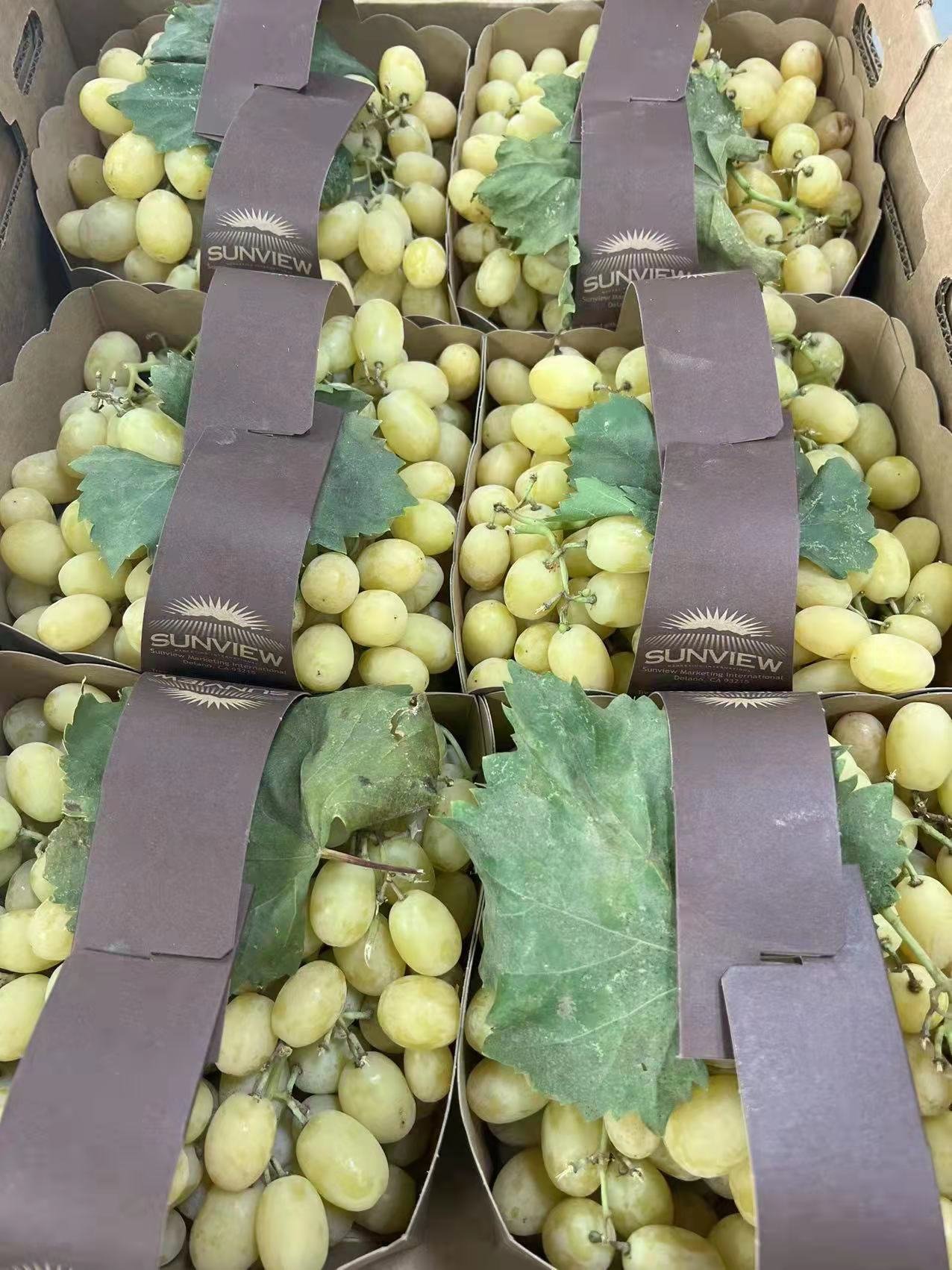 GREEN COTTON PEARL GRAPES  綠色珍珠提子（約3LB ）