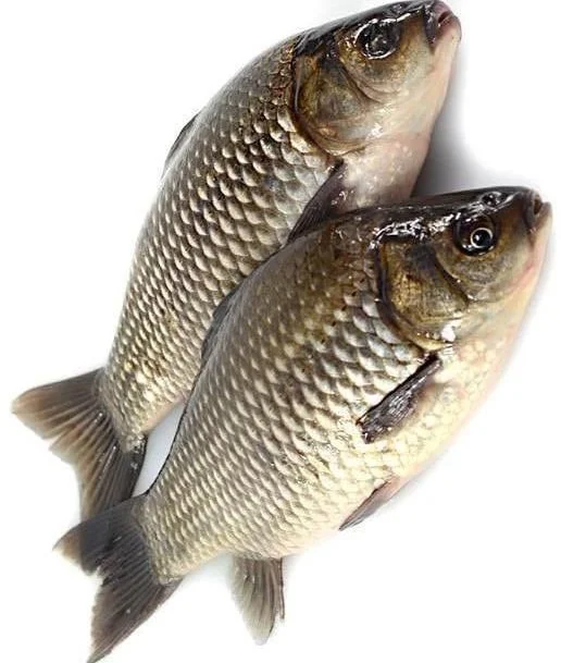 LIVE SILVER CARP 游水金山鲫 特价$8.99/LB,1-4LB