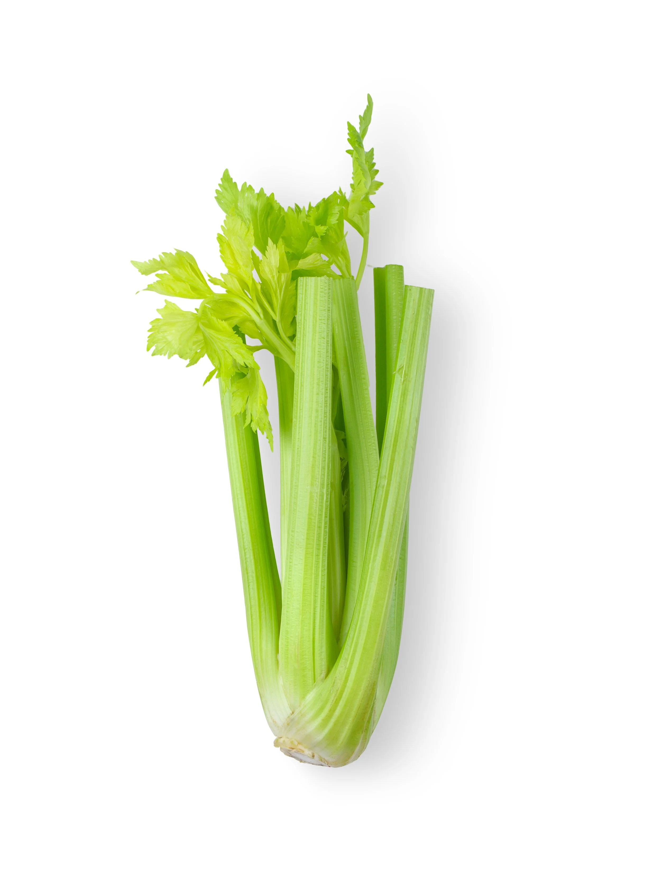 CELERY, 西芹