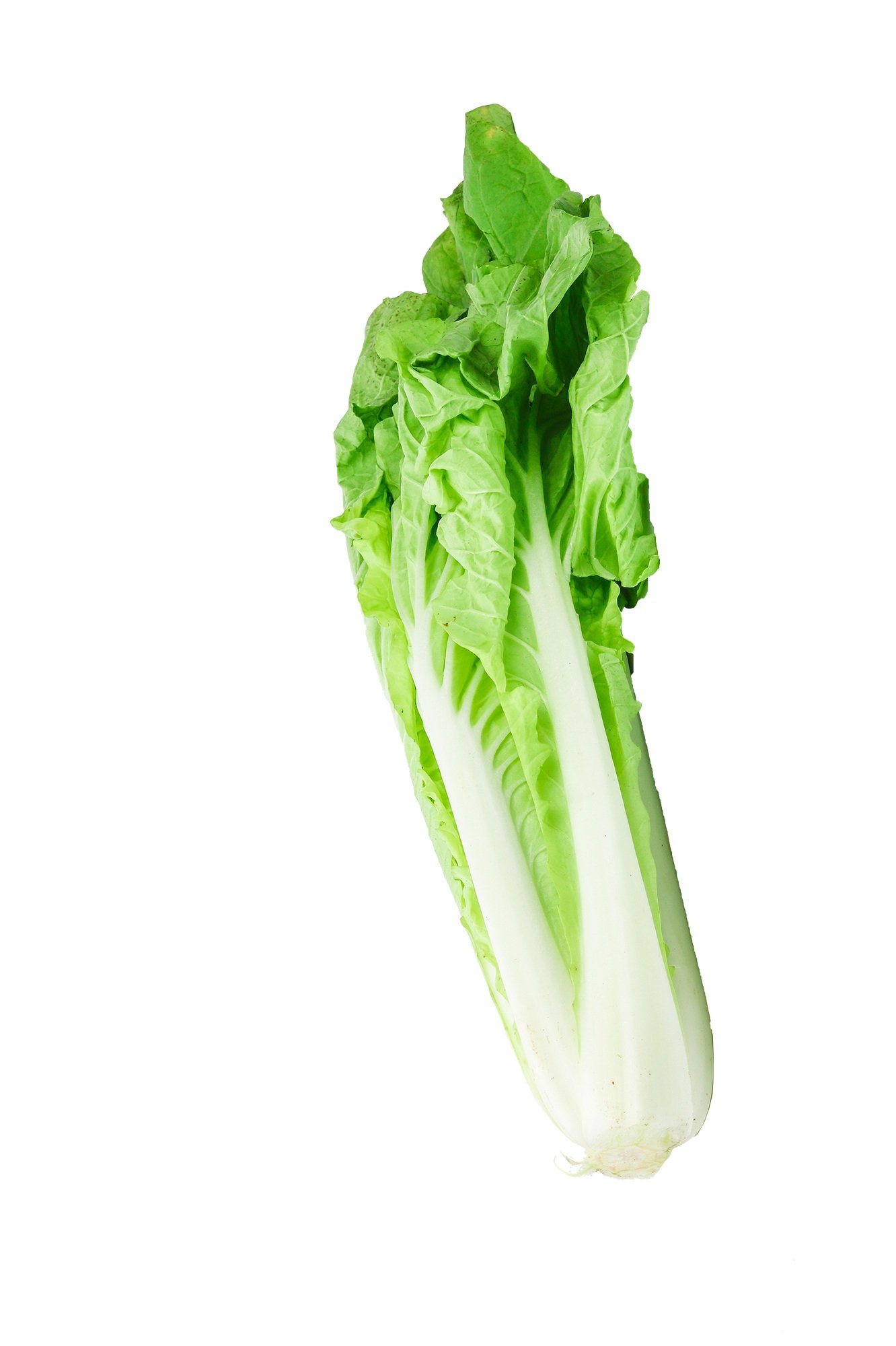 LONG NAPA CABBAGE（1.5LB）, 長邵菜(1.5磅)
