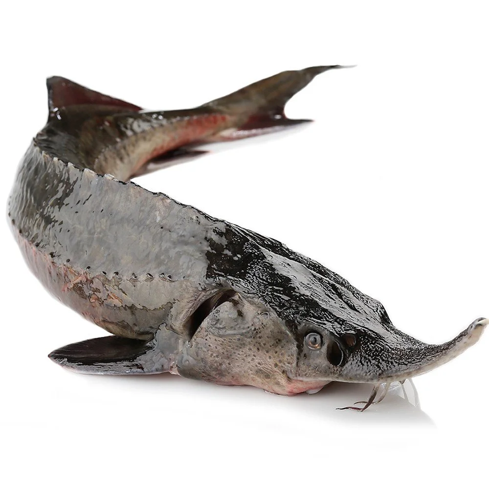 STURGEON  游水鱘龍