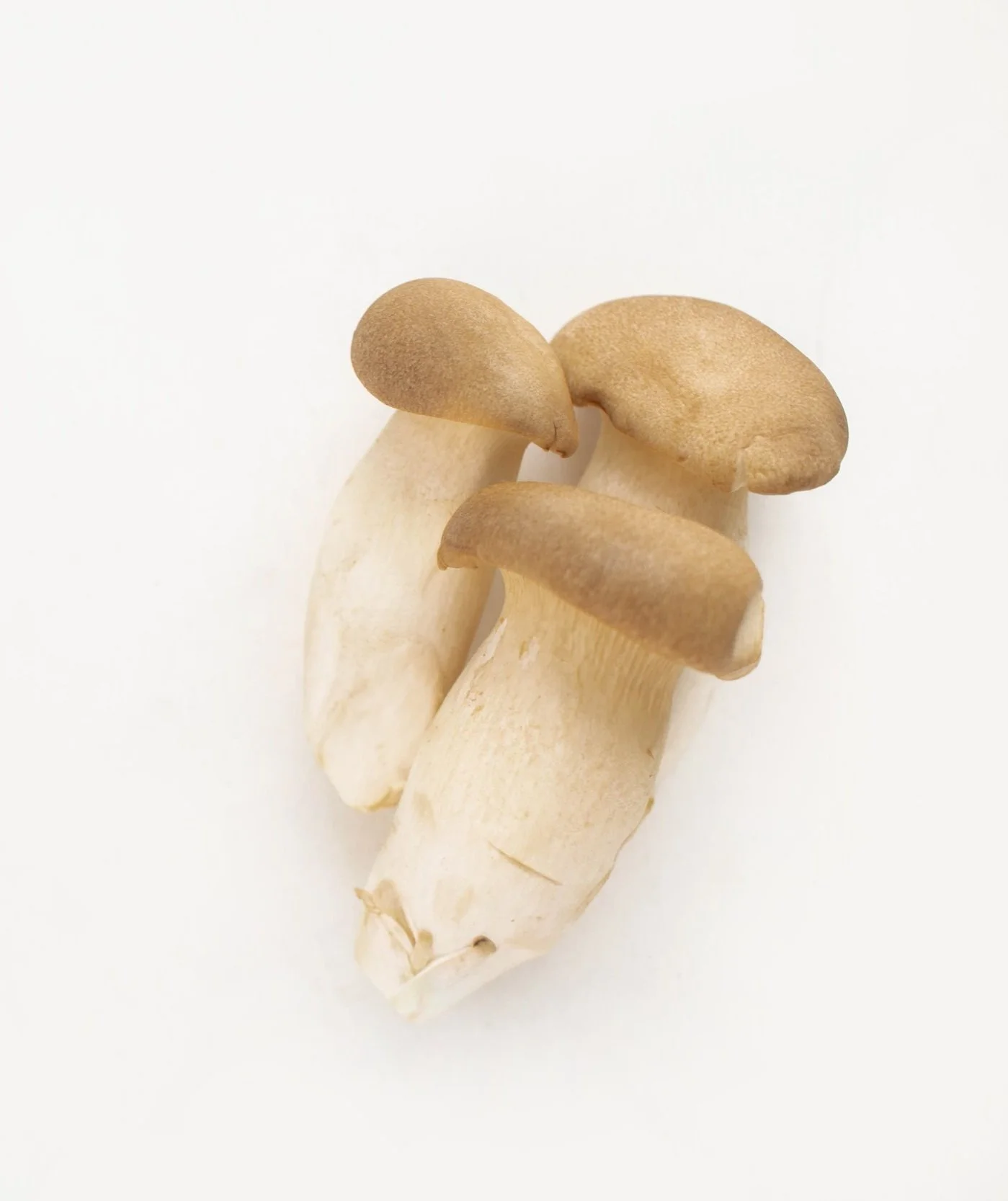MINI KING OYSTER MUSHROOM   新鮮迷你杏鮑菇