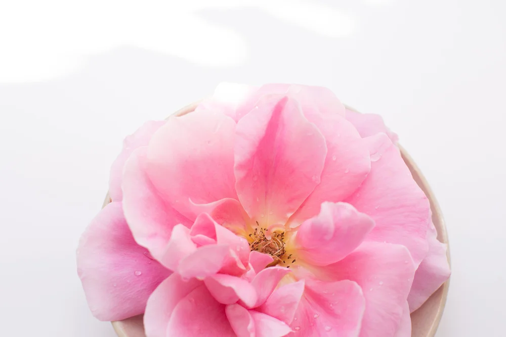 The Women S Wellness Collective