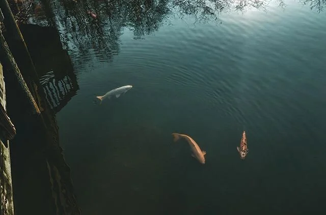 little k o i fish
