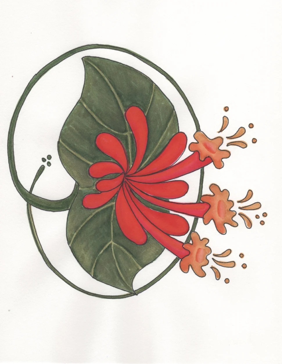 Orange Honeysuckle (Lonicera ciliosa) logo by Vicki Brigden