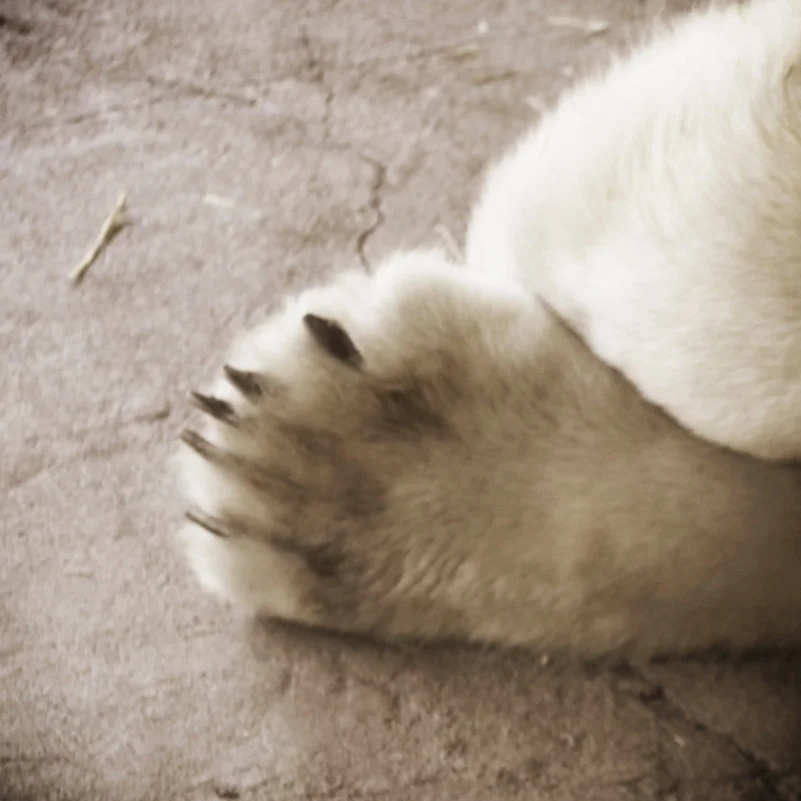 Lions, Bears, Giants [Devotion]