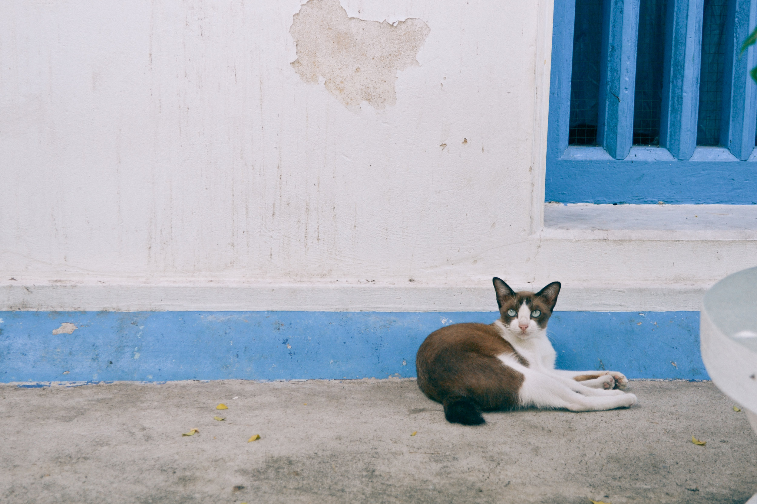 Kats of Bangkok