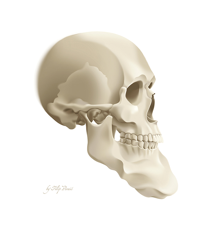 Skull 700.jpg