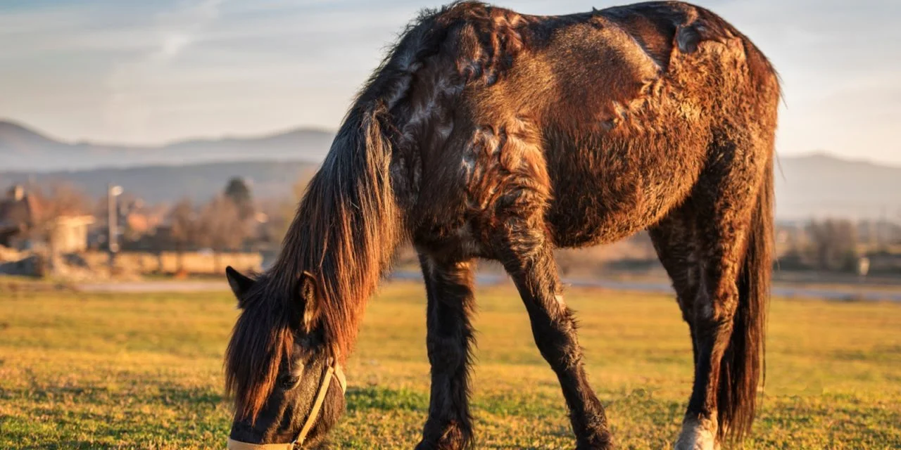 Equine Cushings Disease