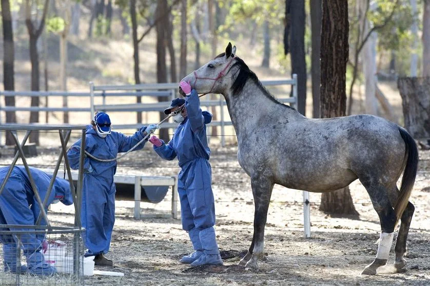 Hendra Disease - Horses