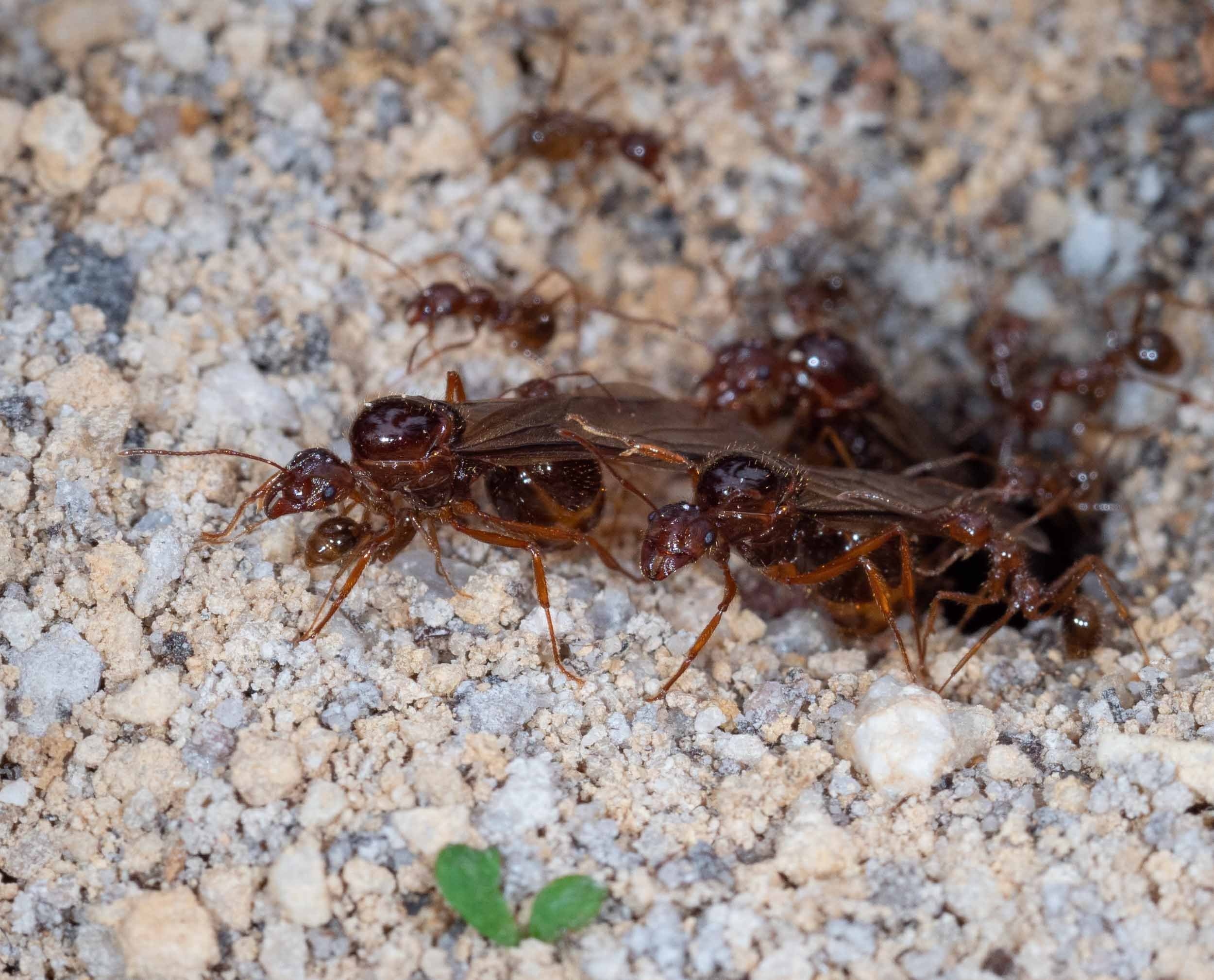 FUNNEL ANTS – DIGGING FOR GOLD - Professional Pest Manager