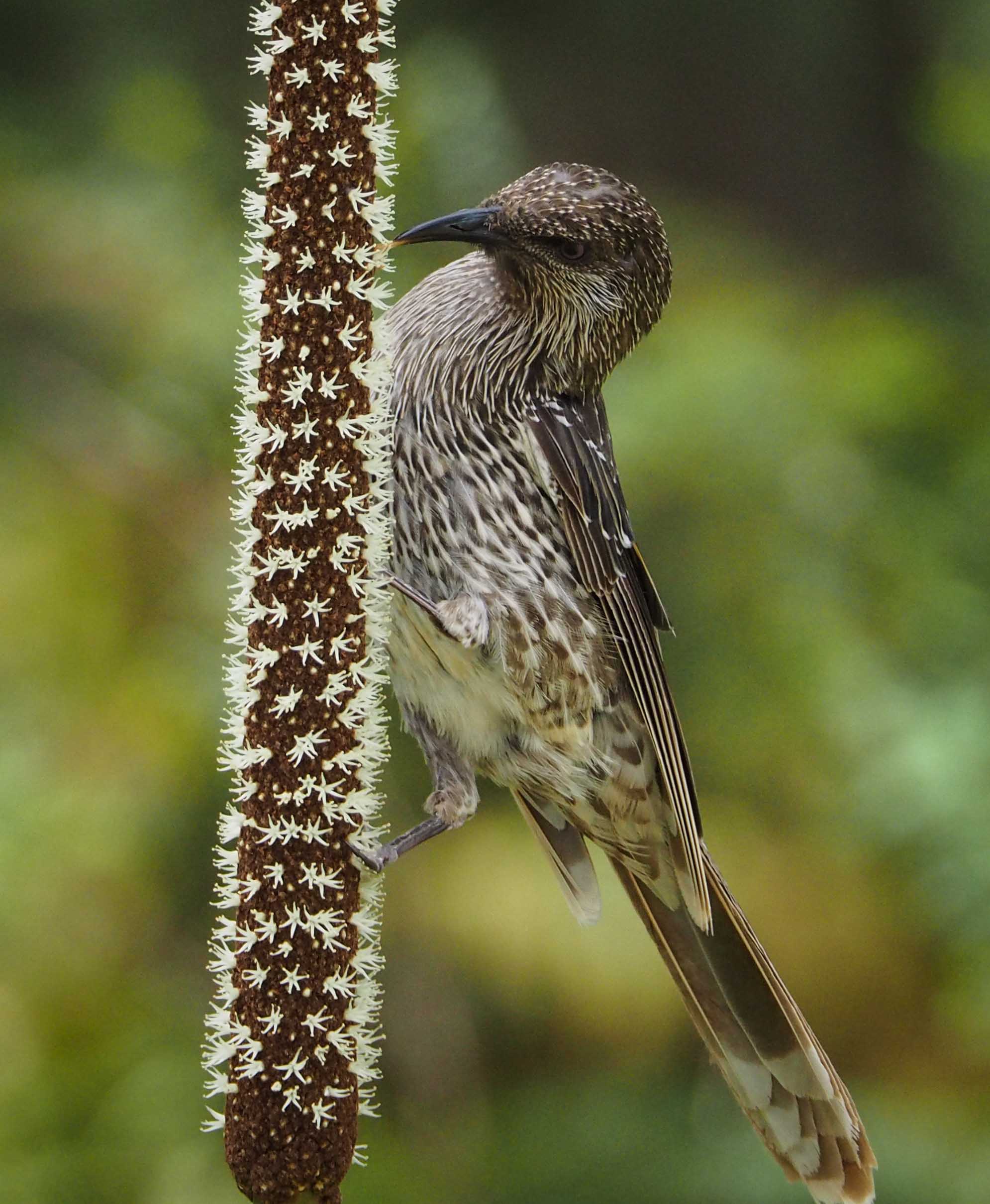 Little Wattlebird