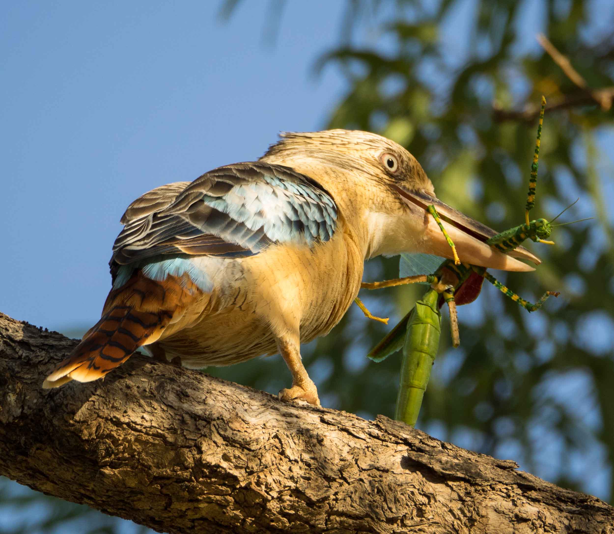 Blue-winged Kookaburra & Darwin Stick-insect