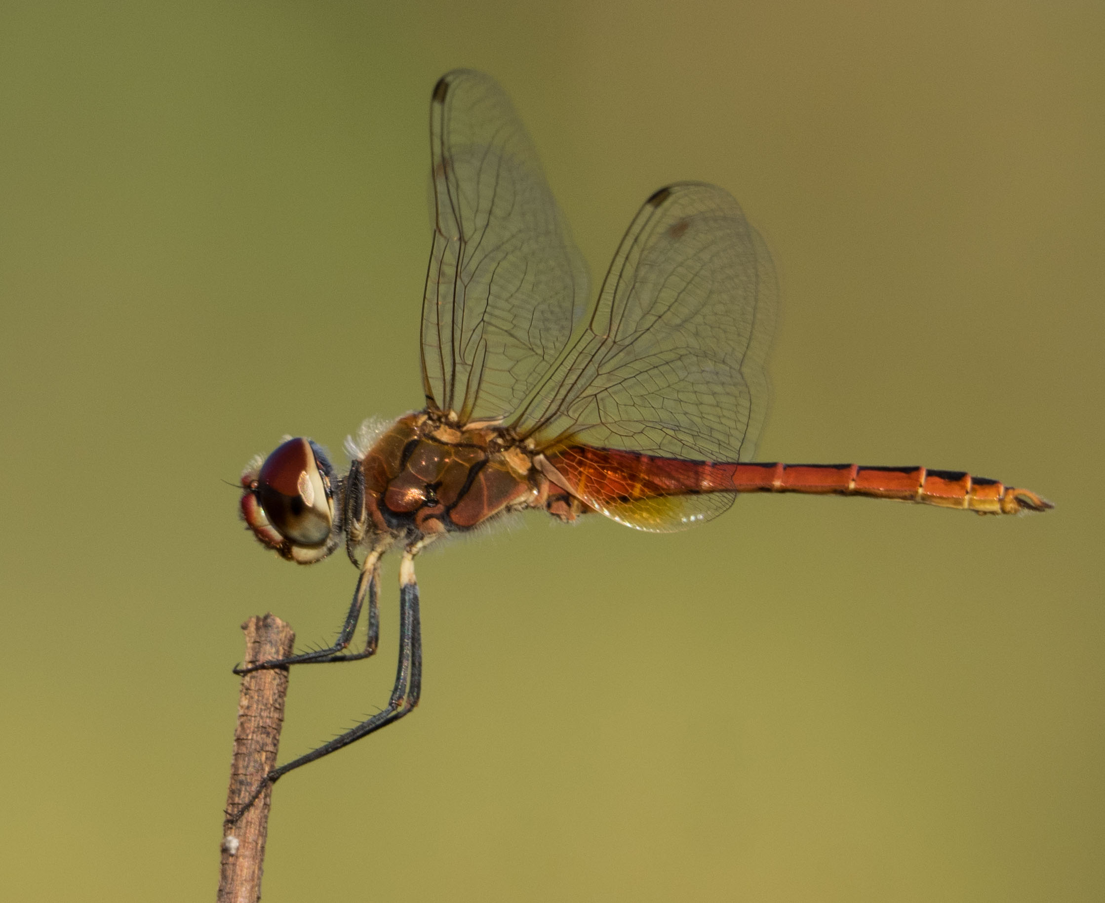 Wandering Pennant (male)