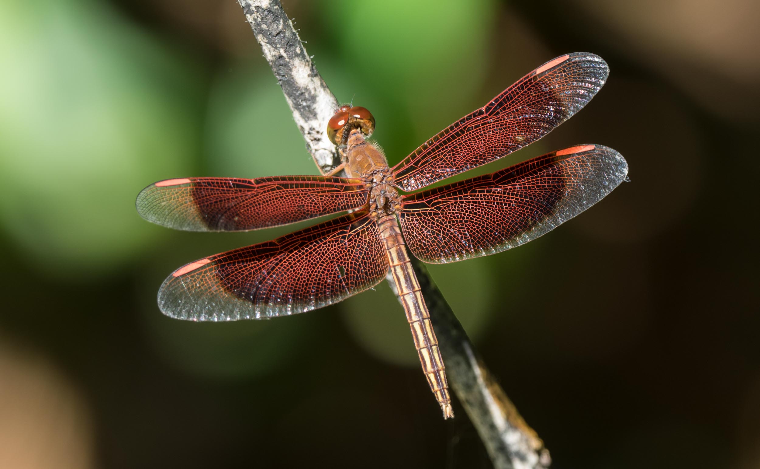 Painted Grasshawk