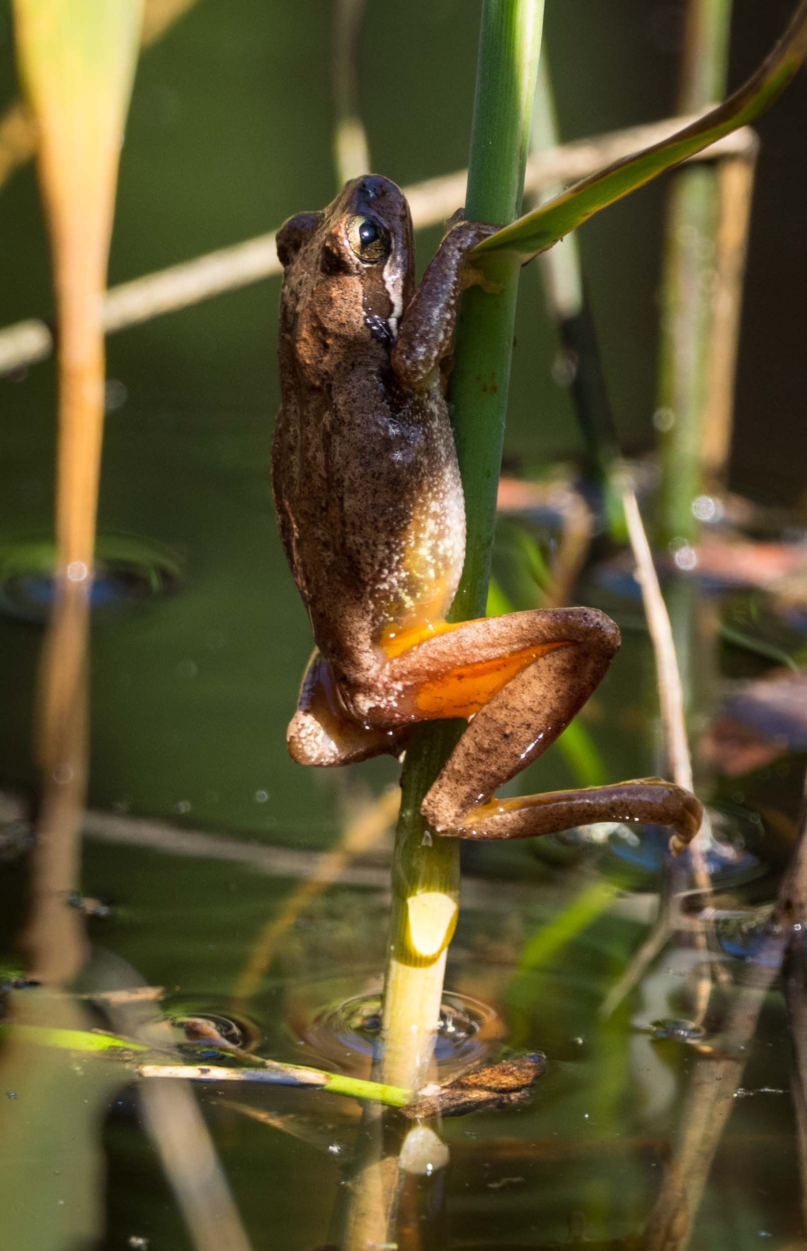 Southern Brown Tree Frog