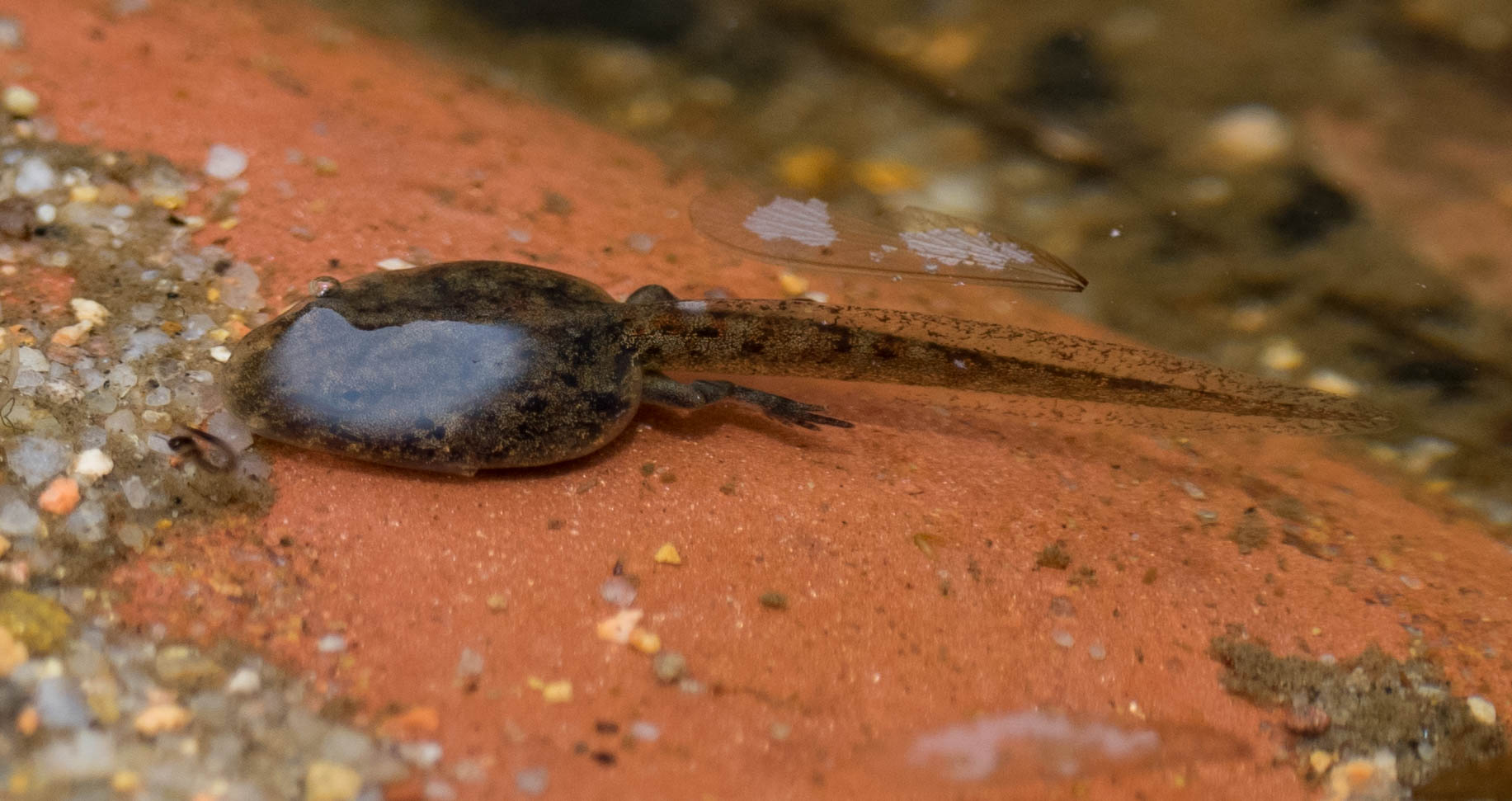This Clicking Froglet tadpole has grown hindlegs.
