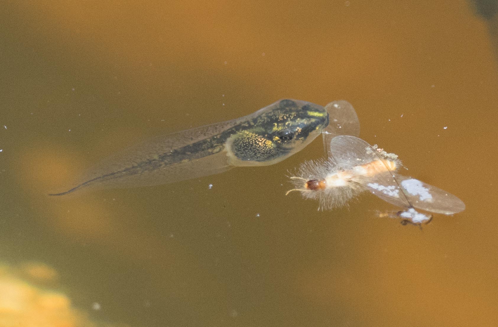 Southern Brown Tree Frog tadpole, feeding on fungi growing on a drowned flying termite - a food chain!