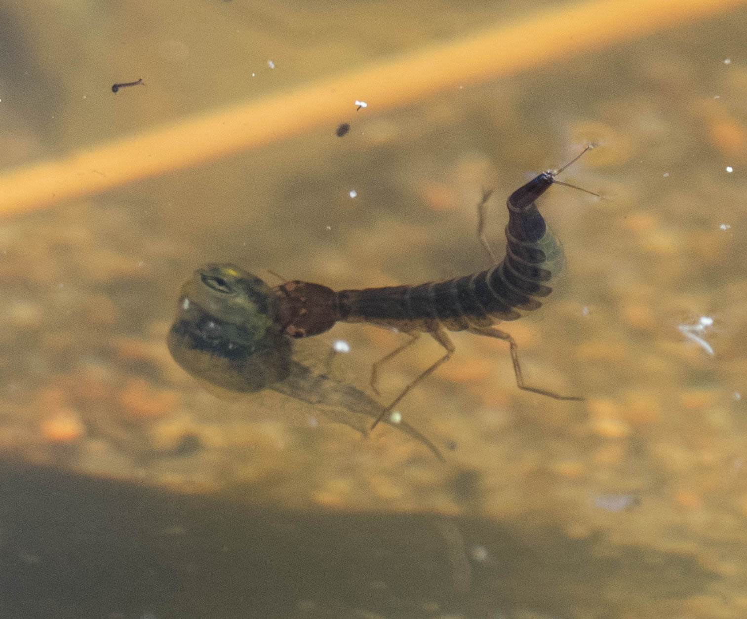 Eat and be eaten - a larval diving beetle has caught this unfortunate taddie.