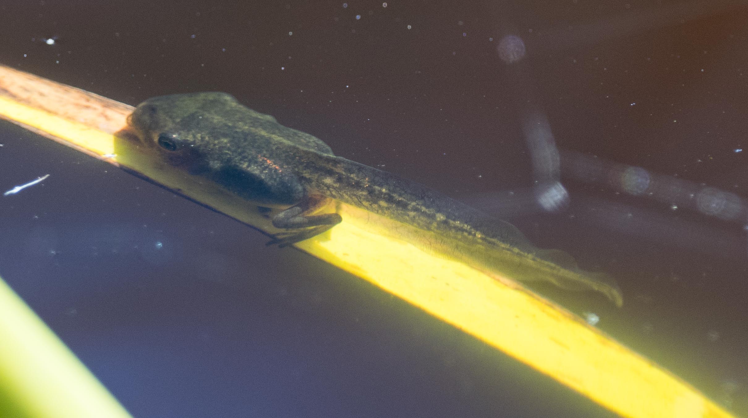 Hindlegs are also well developed on this Southern Brown Tree Frog tadpole.