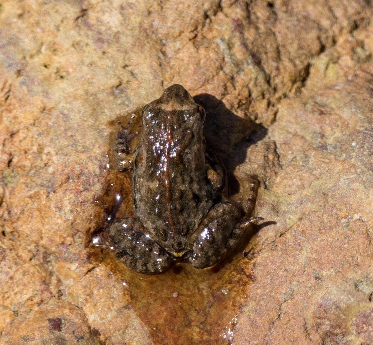 A Clicking Froglet froglet - exploring the terrestrial side of his amphibious world.
