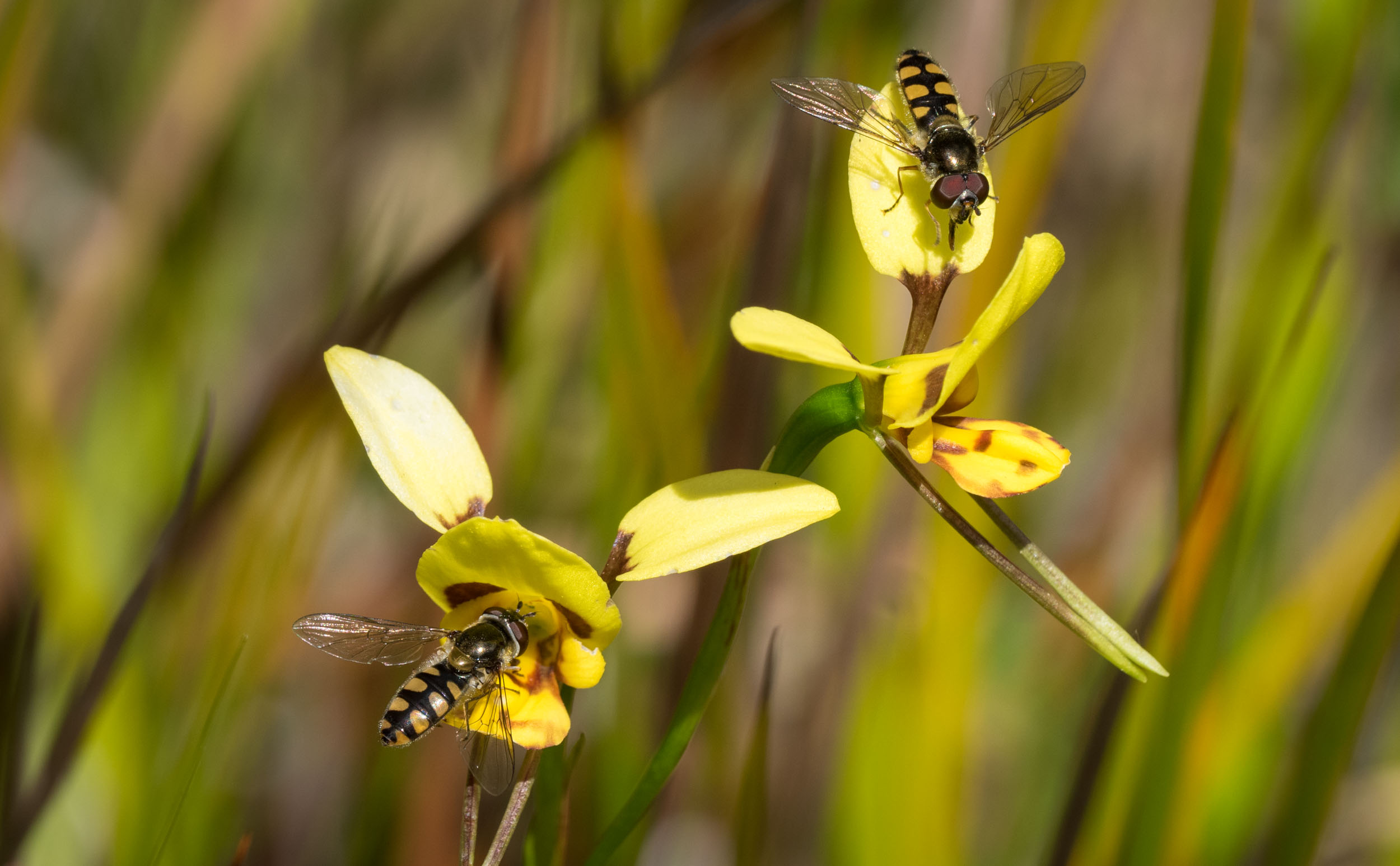 Tiger Orchid