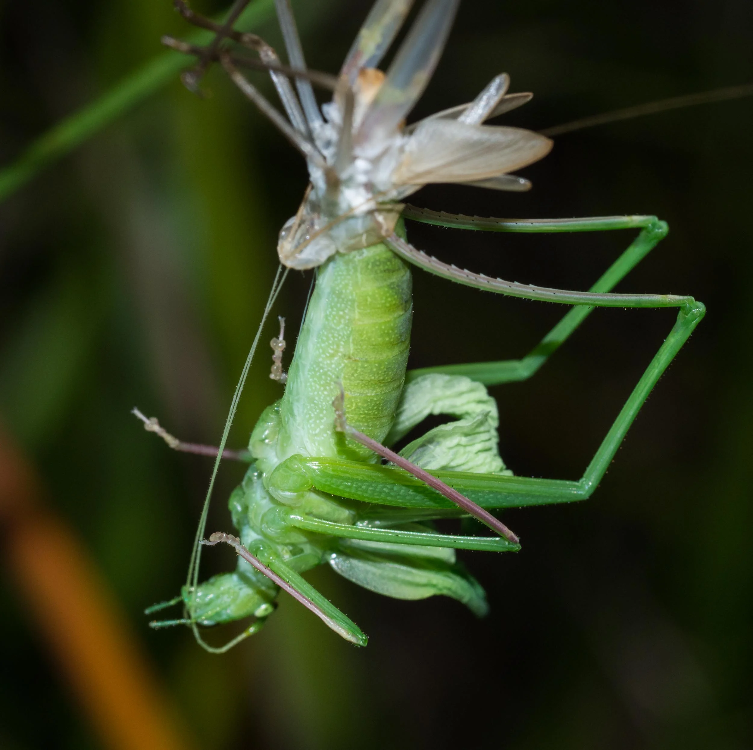 Garden Katydid