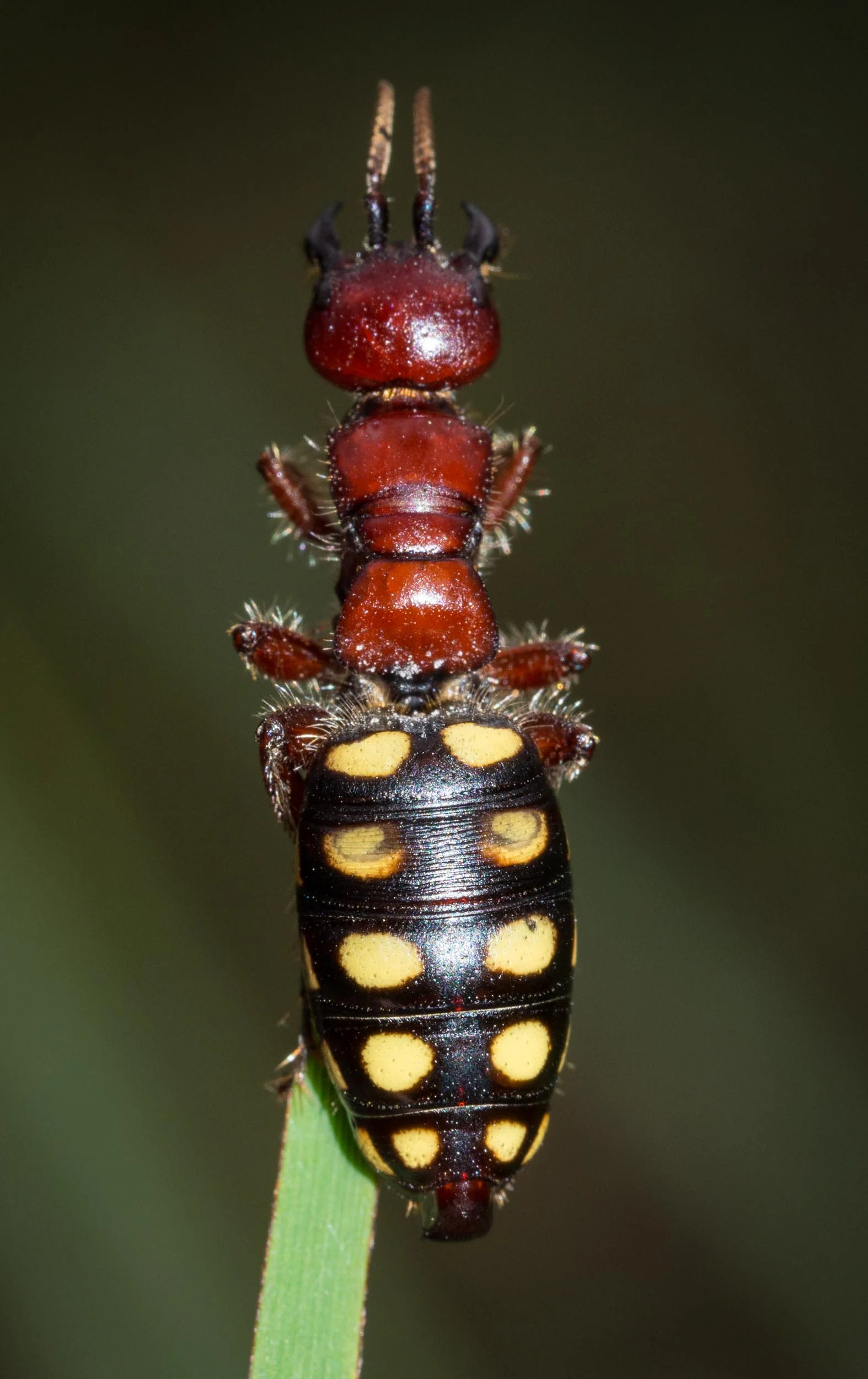 Native Flower Wasp (female)
