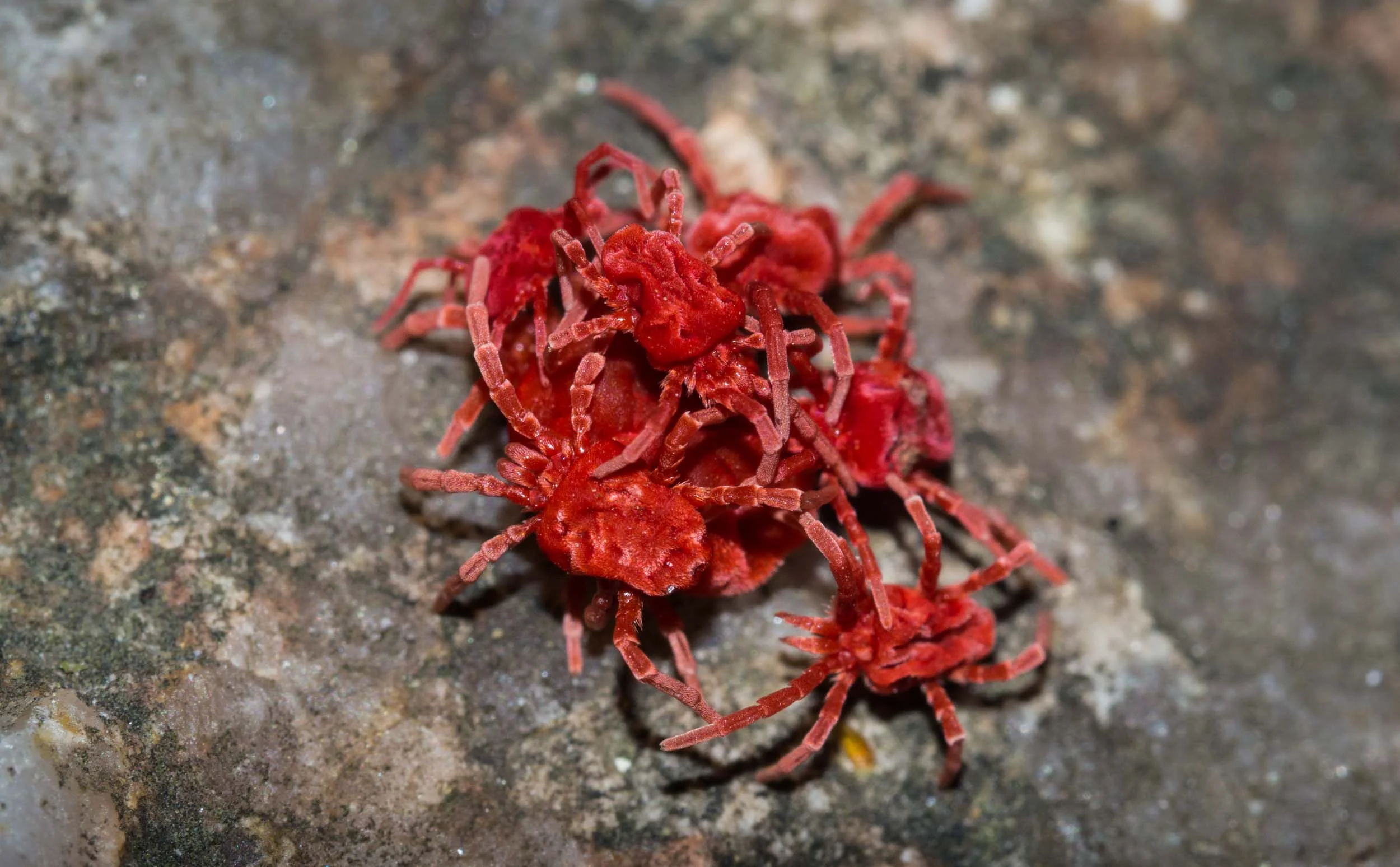 Red Velvet Mite