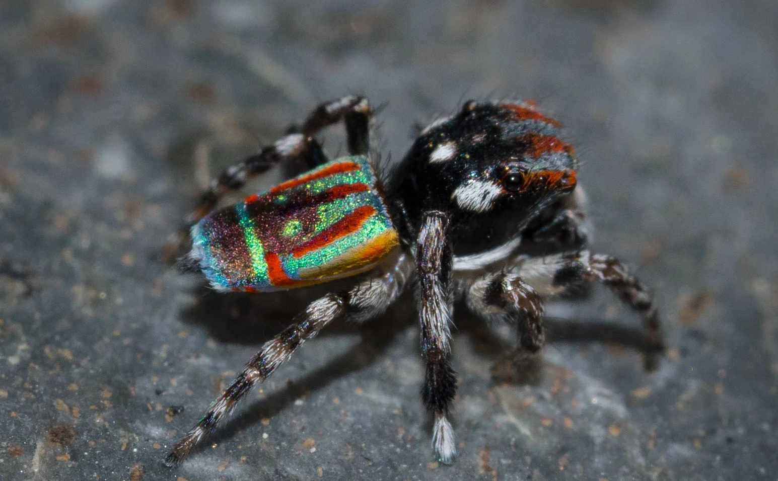 Flying Peacock Spider