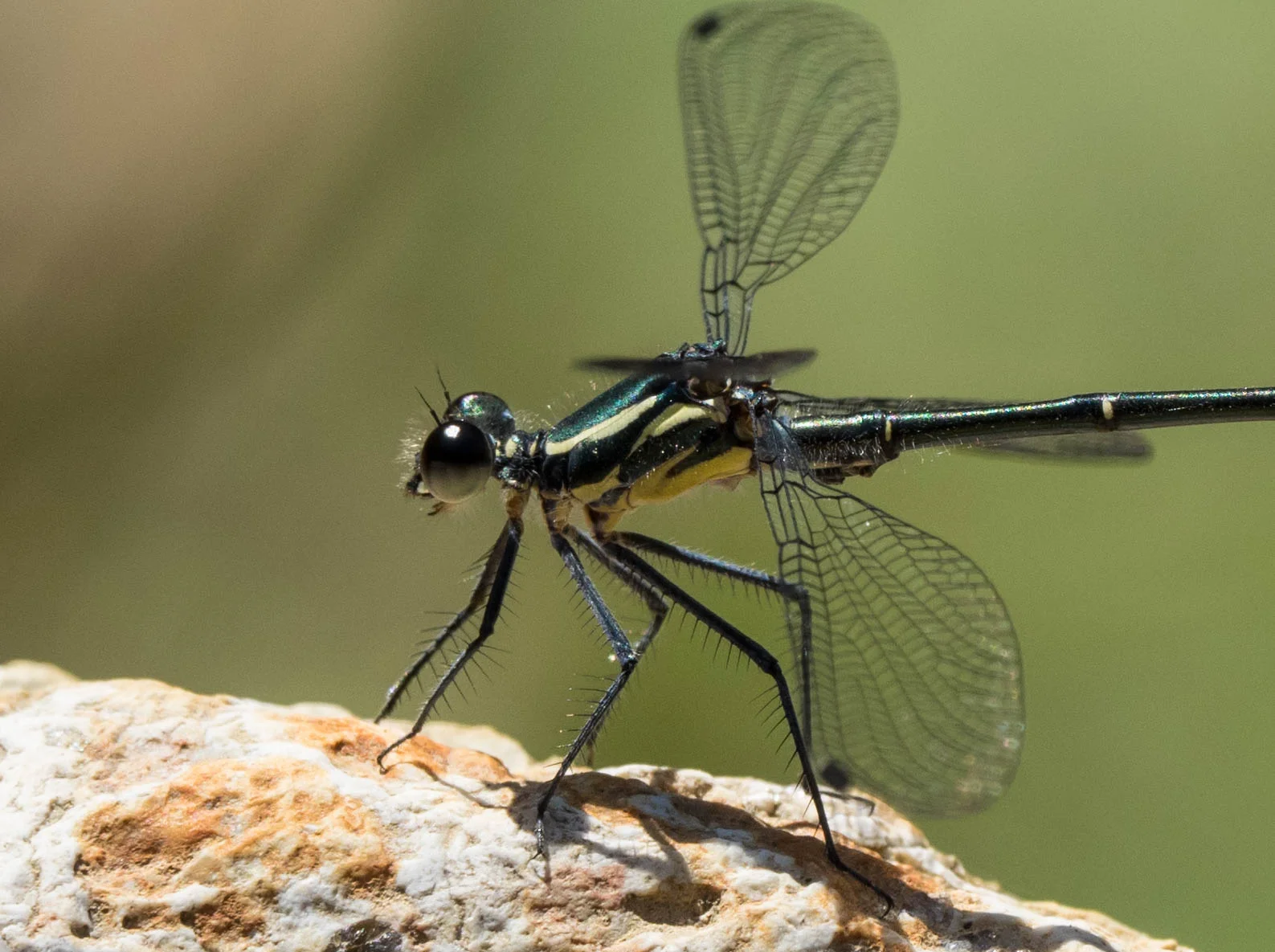 Common Flatwing