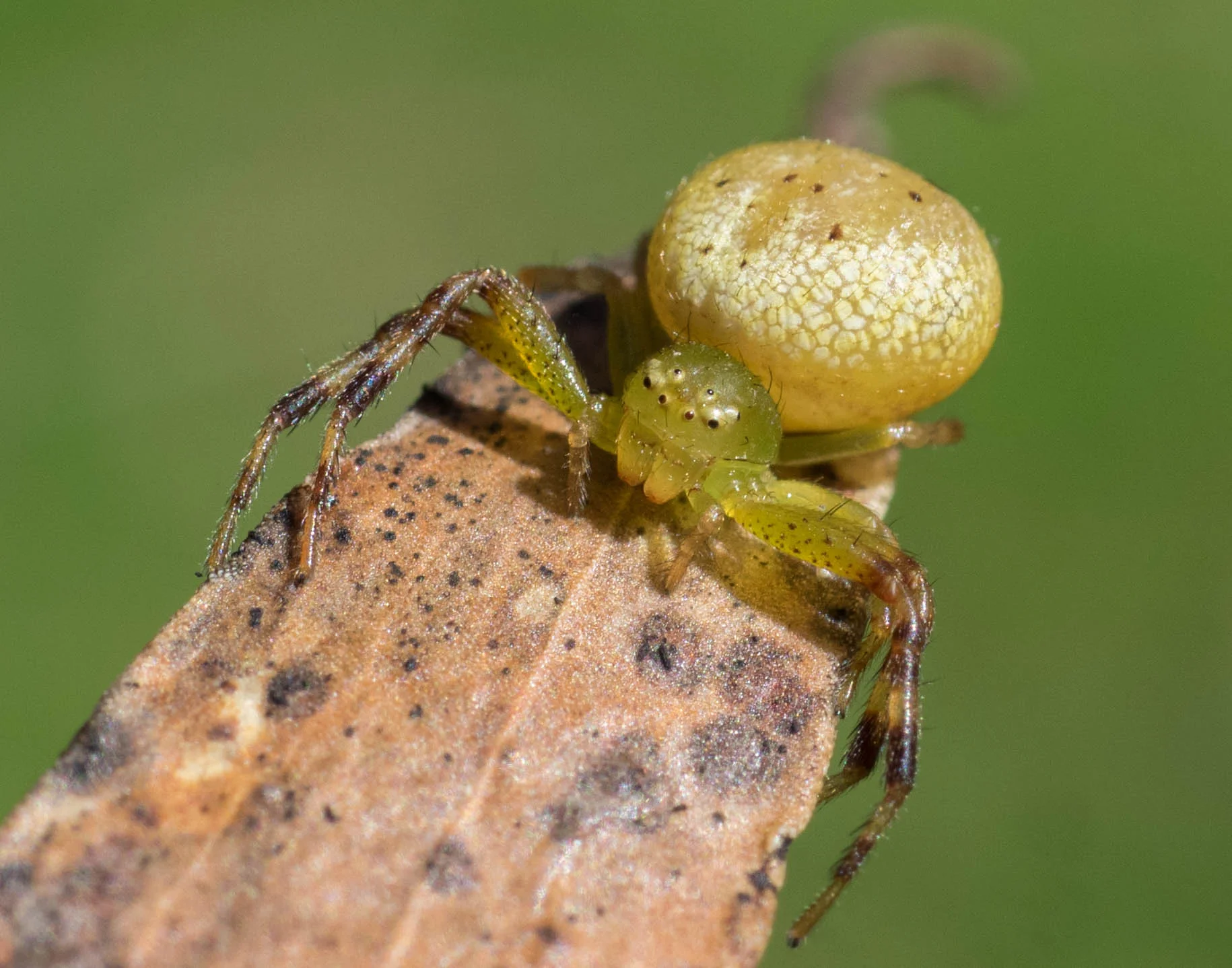 Lozenge-shaped Flower Spider (female)