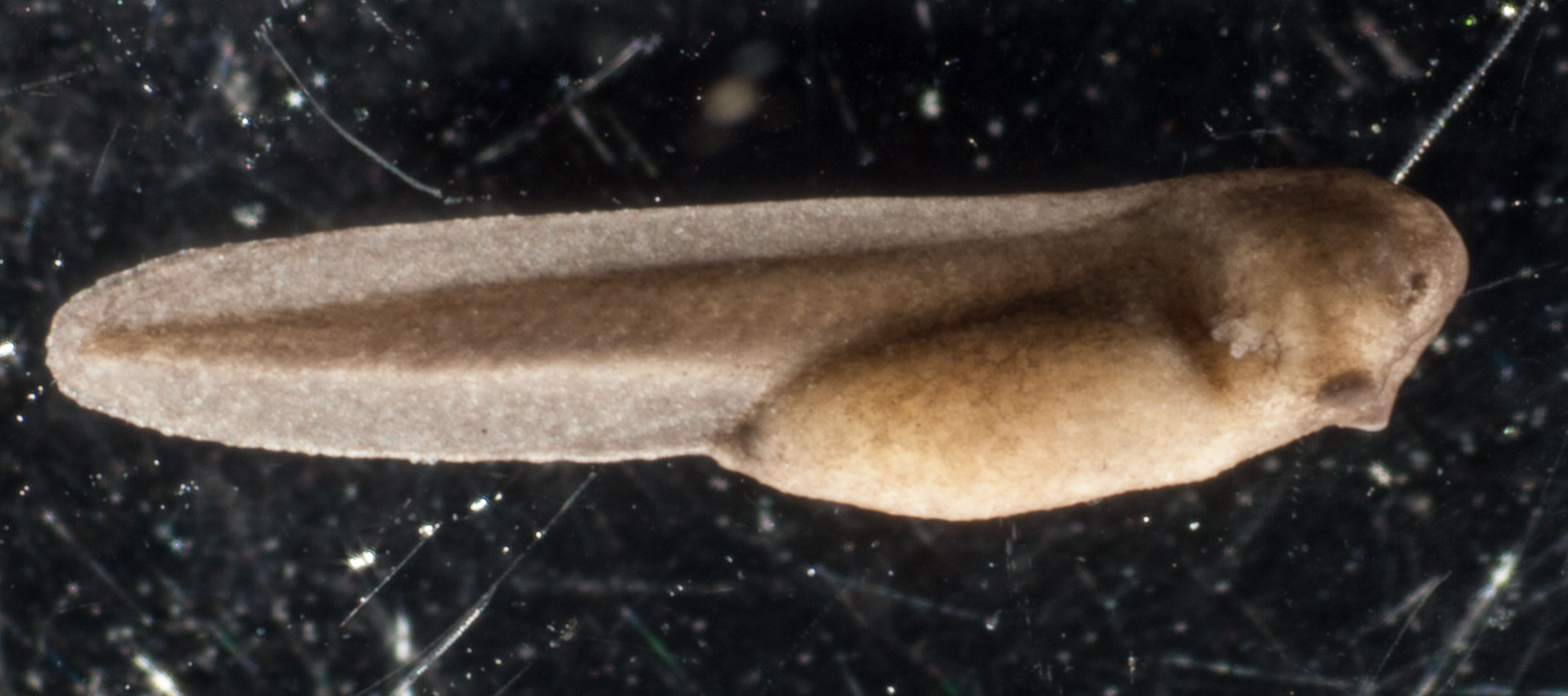 This embryo is 24 hours older than the previous one. Clear fins are now evident on the lengthening tail. The darker central area of the tail contains the spinal cord, surrounded by V-shaped muscle blocks. External gills have now developed.