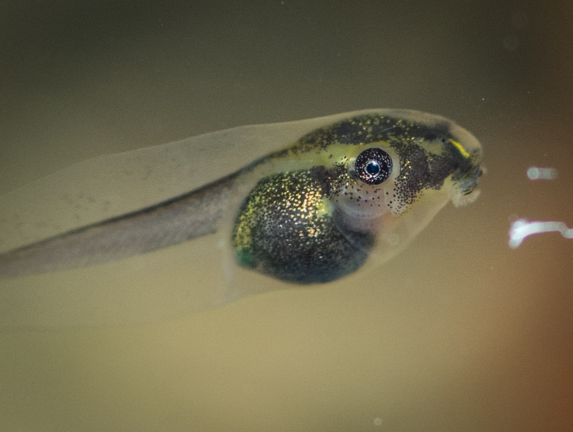 This close-up shows the dark "teeth", just inside a whitish fringe which surrounds the mouth. The external gills have been replaced by internal gills, which lie beneath a transparent cover.